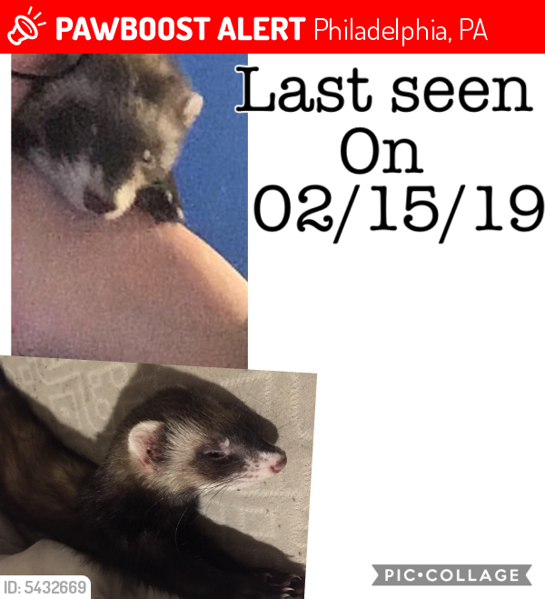 Lost Female Ferret in Philadelphia, PA 19125 Named Cloe (ID 5432669