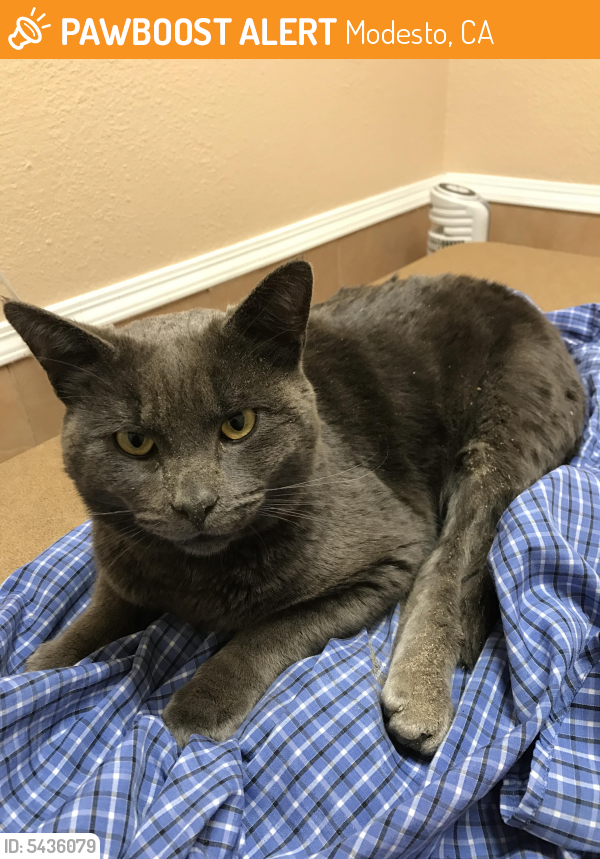 Deceased Male Cat in Modesto, CA 95354 (ID 5436079) PawBoost