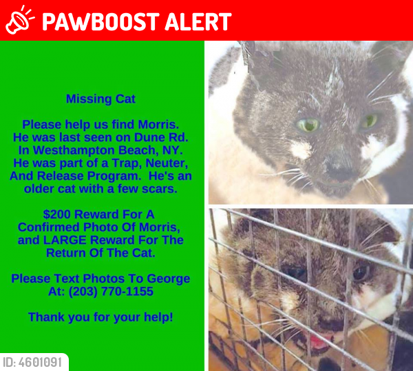 Lost Male Cat in Westhampton Beach, NY 11978 Named Morris (ID: 4601091 ...