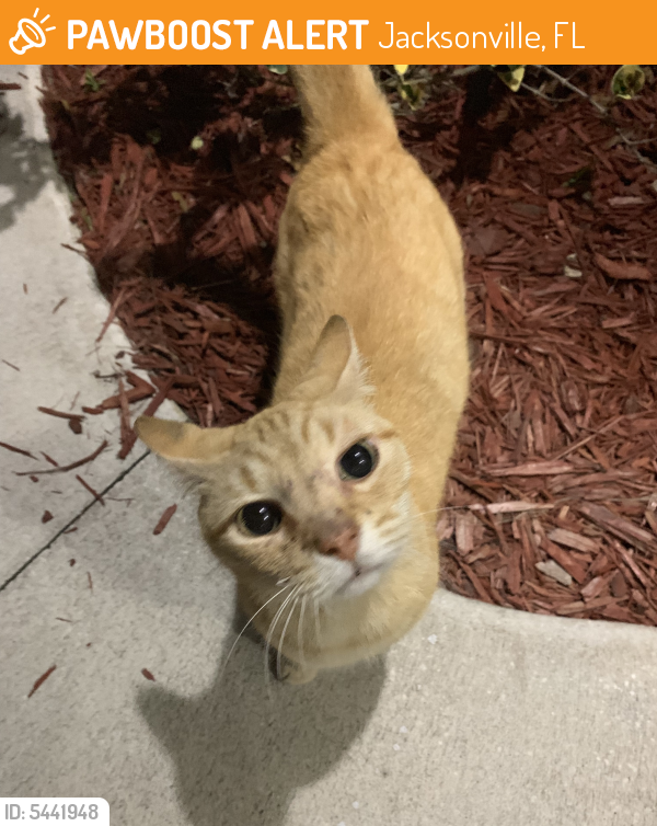 Found/Stray Cat in Jacksonville, FL 32257 (ID 5441948) PawBoost