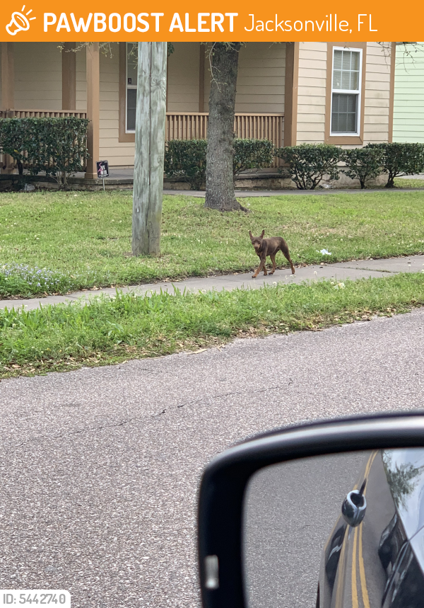 Found/Stray Dog in Jacksonville, FL 32206 (ID 5442740) PawBoost