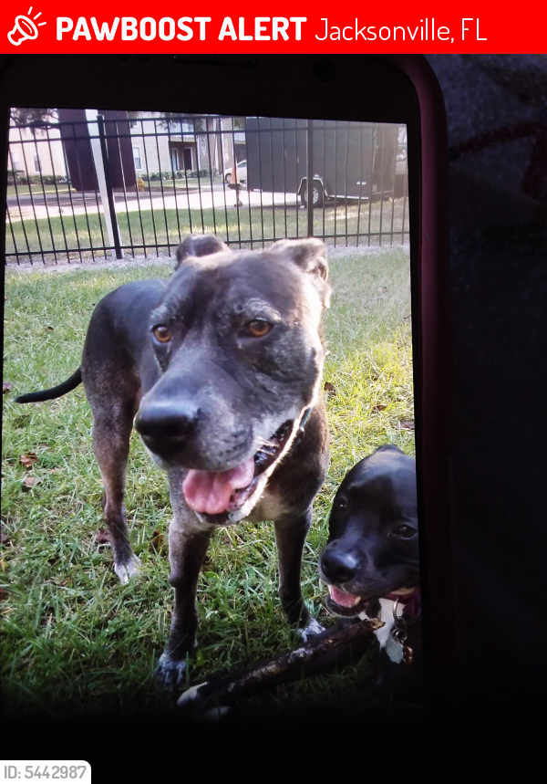 Lost Male Dog in Jacksonville, FL 32256 Named Frankie (ID 5442987