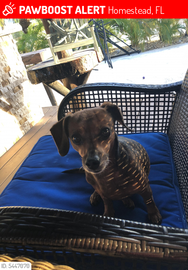 Lost Female Dog in Homestead, FL 33030 Named Penny (ID 5447070) PawBoost