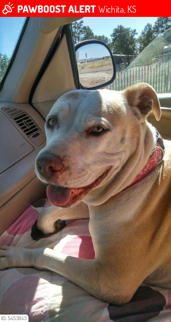 Lost Female Dog in Wichita, KS 67211 Named Sassy (ID 5453843) PawBoost