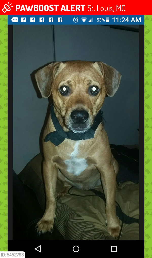 Lost Male Dog in St. Louis, MO 63136 Named Rudy (ID 5452798) PawBoost