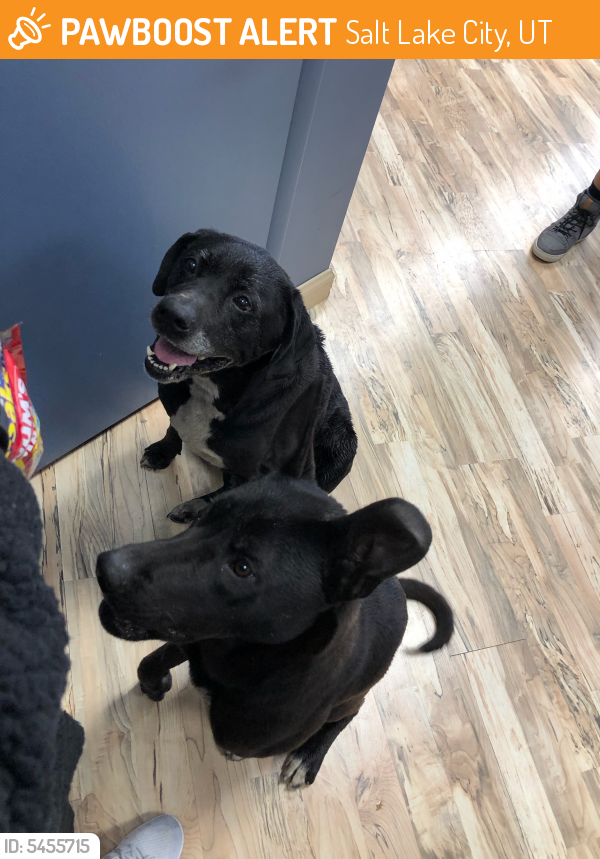 Found/Stray Male Dog in Salt Lake City, UT 84106 (ID 5455715) PawBoost