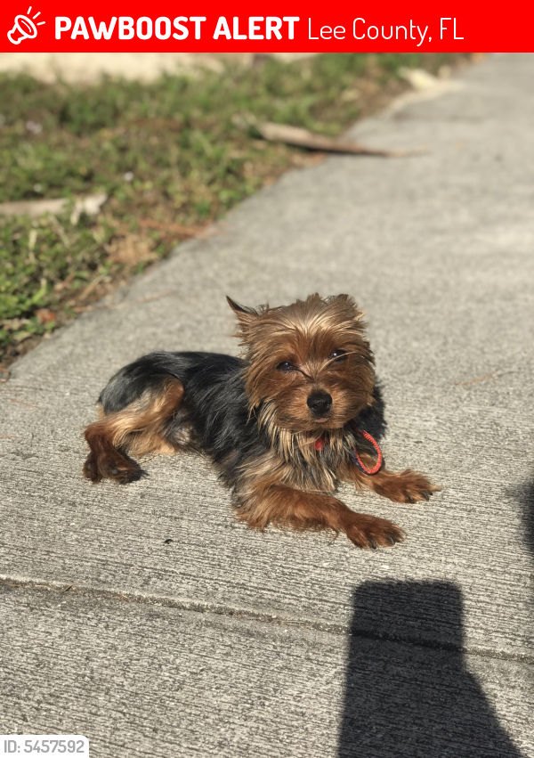 Lost Male Dog in Lee County, FL 33967 Named Squire (ID: 5457592) | PawBoost