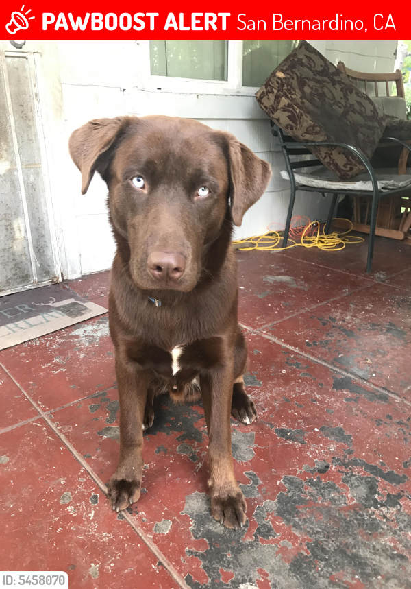 Lost Male Dog in San Bernardino, CA 92405 Named Cabo (ID: 5458070