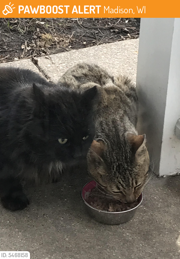 Found/Stray Male Cat in Madison, WI 53713 (ID: 5468158 ...