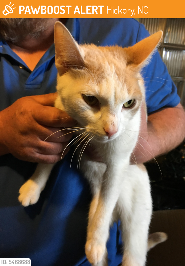 Found/Stray Male Cat in Hickory, NC 28601 (ID 5468688) PawBoost