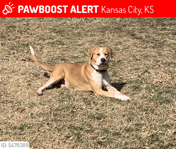 Lost Male Dog in Kansas City, KS 66104 Named Willy (ID: 5470309) | PawBoost