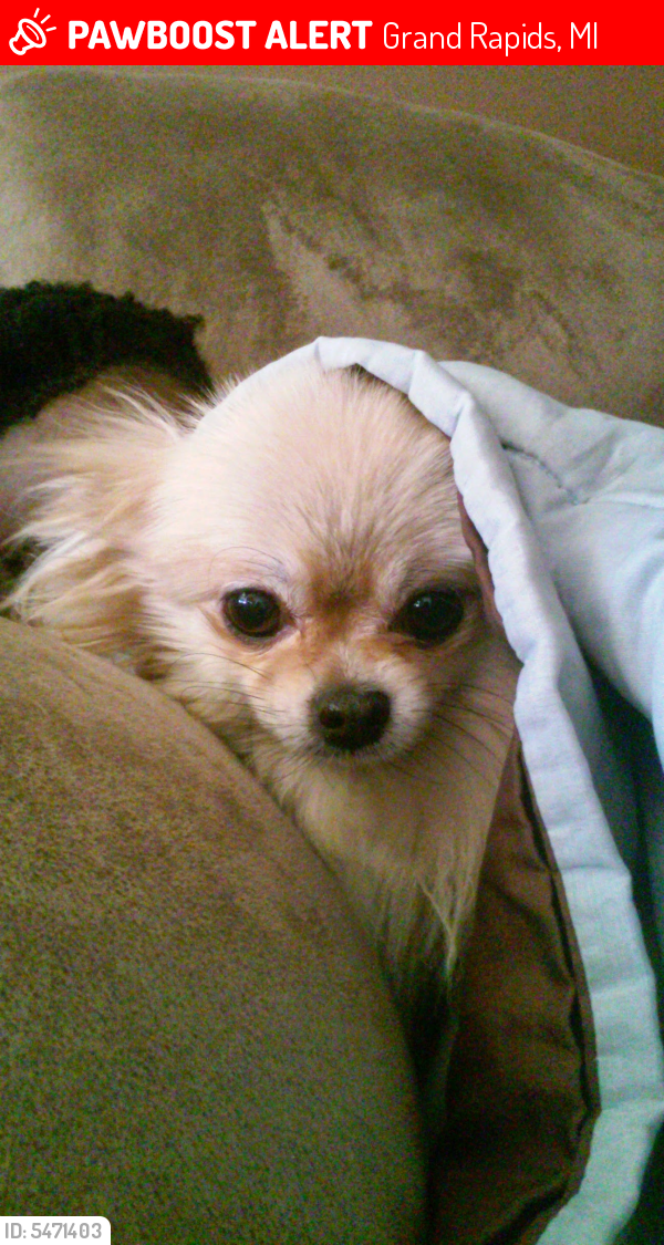 Lost Female Dog in Grand Rapids, MI 49508 Named Kate/kk (ID 5471403