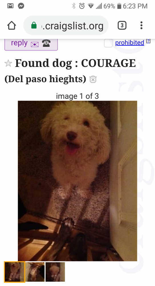 Craigslist El Paso Lost And Found Pets - PetsWall