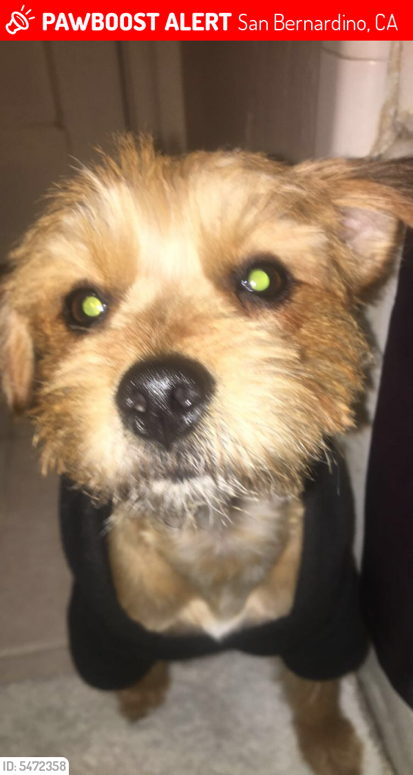 Lost Male Dog in San Bernardino, CA 92407 Named Bruno (ID: 5472358