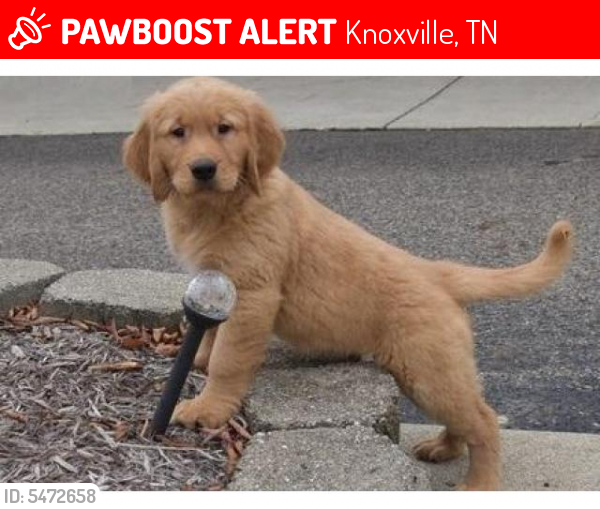 Lost Female Dog In Knoxville Tn 37924 Named Athena Id 5472658 Pawboost