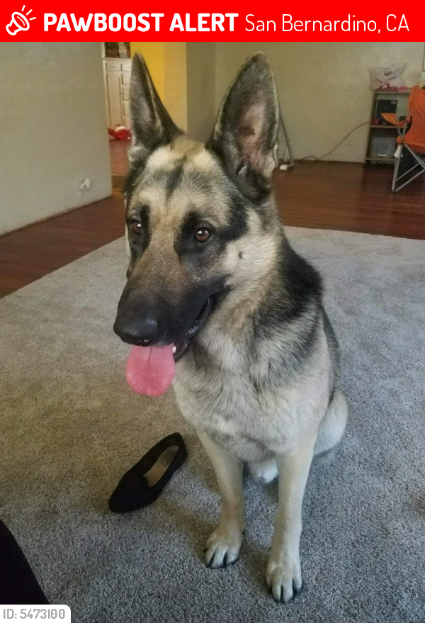 Lost Male Dog in San Bernardino, CA 92405 Named Lucky (ID: 5473100