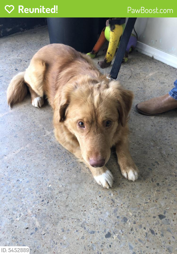 Reunited Male Dog in Kansas City, MO 64118 (ID 5452889) PawBoost