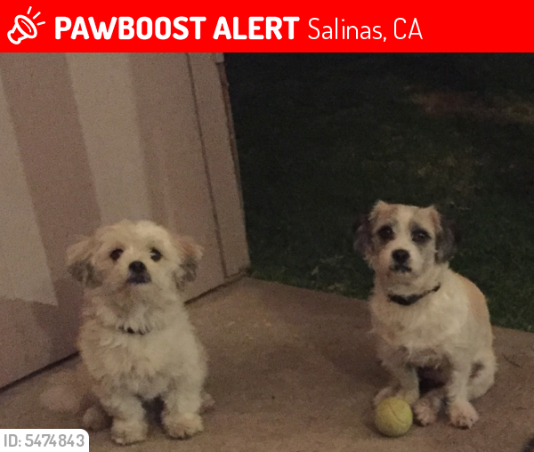 Lost Male Dog in Salinas, CA 93905 Named LUNA & CHANCE (ID 5474843
