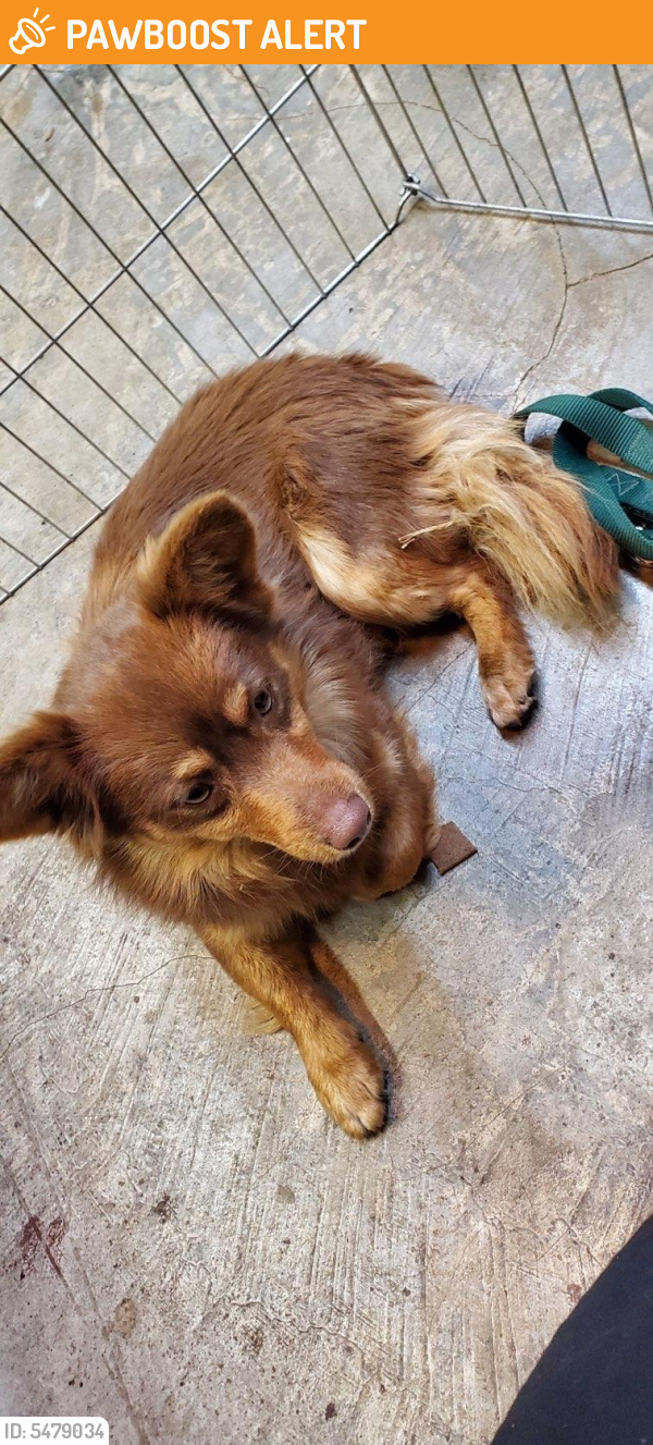 Surrendered Male Dog in Rancho Cucamonga, CA 91730 (ID: 5479034) | PawBoost