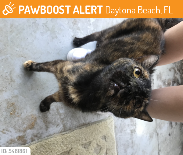 Rehomed Female Cat in Daytona Beach, FL 32114 (ID 5481861) PawBoost