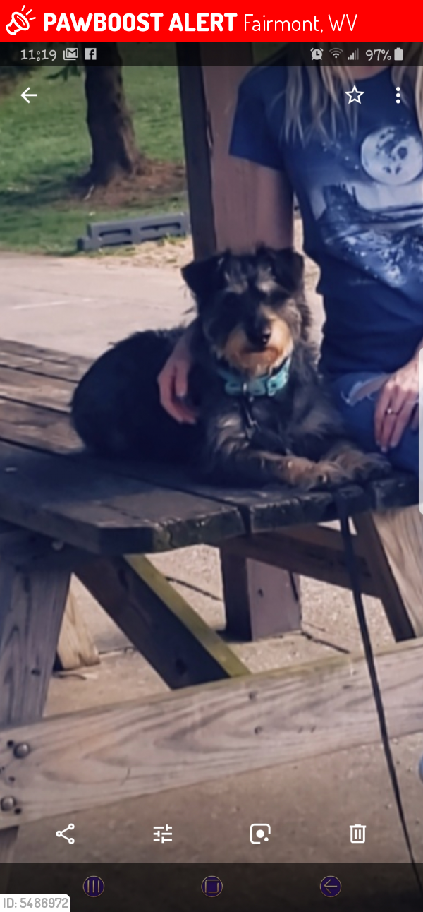 Lost Male Dog in Fairmont, WV 26554 Named Odie (ID 5486972) PawBoost