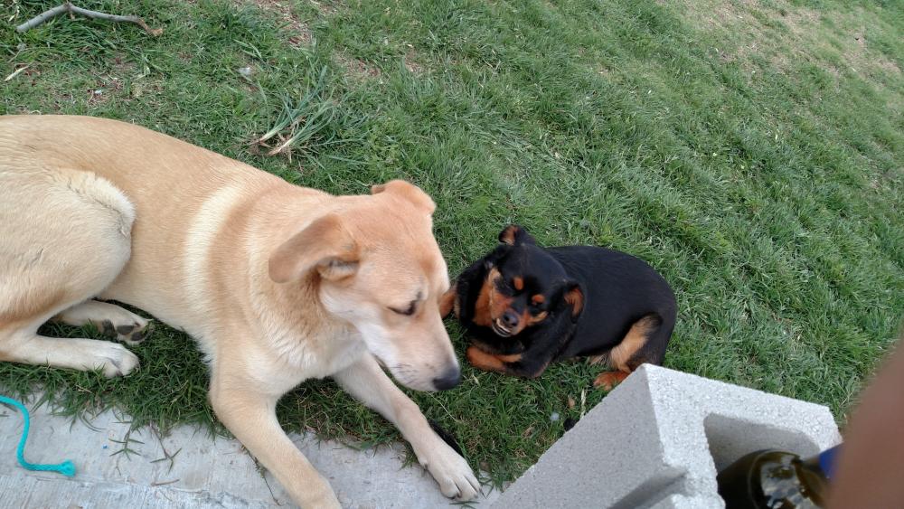 Lost & Found Dogs, Cats, and Pets in Fresno, CA 93611 ...