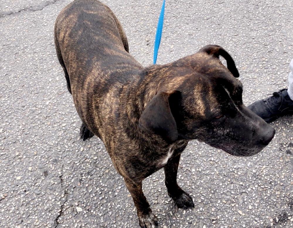 Lost & Found Dogs, Cats, and Pets in Utah 84404 Page 1 PawBoost