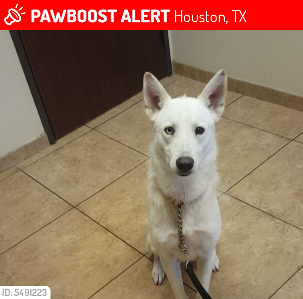 Lost Male Dog in Houston, TX 77060 Named Apollo (ID 5491223) PawBoost