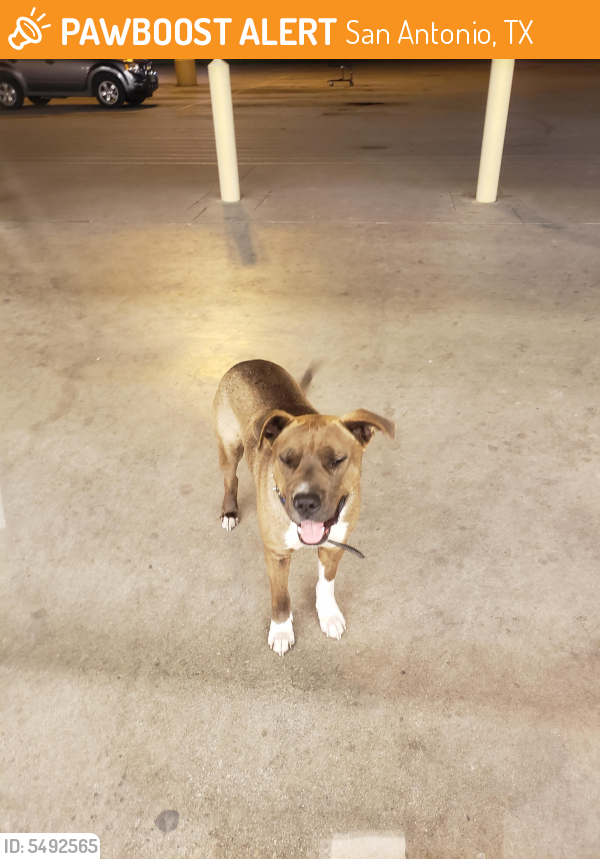 Found/Stray Male Dog in San Antonio, TX 78237 (ID 5492565) PawBoost