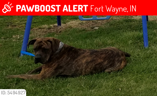 Lost Male Dog in Fort Wayne, IN 46845 Named Percy (ID: 5494927) | PawBoost