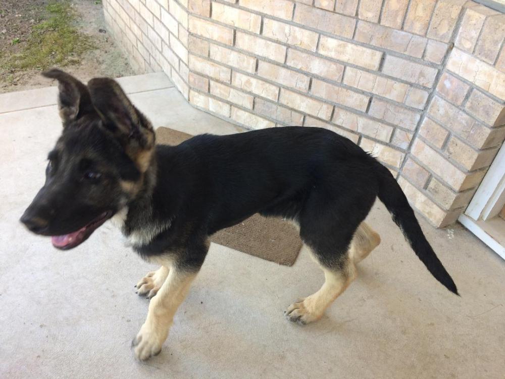 Lost Found Dogs Cats And Pets In Fresno Ca 93722 Page 1