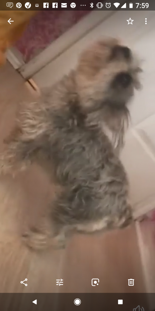 Lost Found Dogs Cats And Pets In Lubbock Tx 79403 Page 1