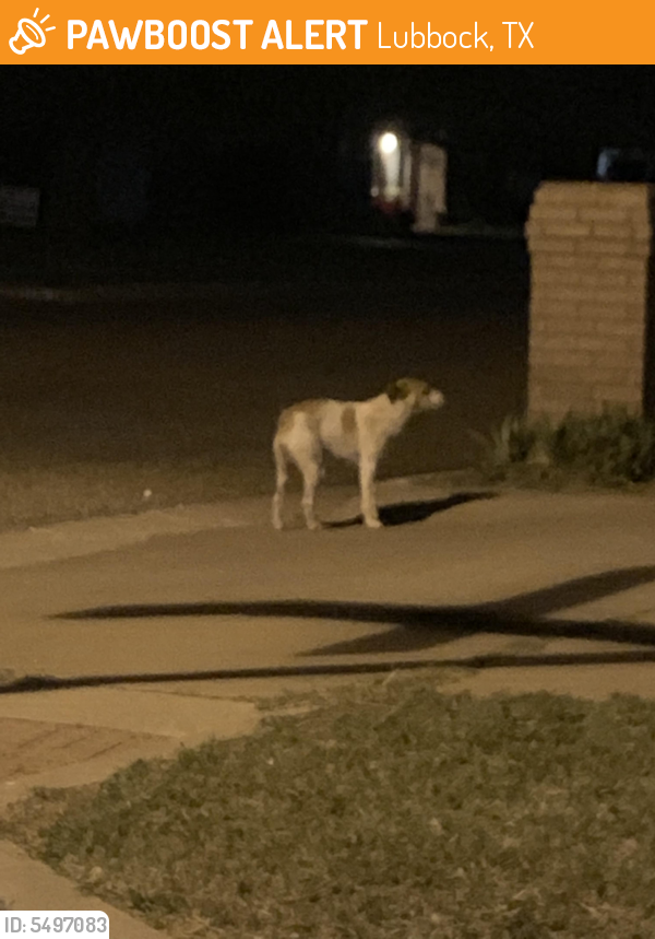 Found/Stray Female Dog in Lubbock, TX 79416 (ID: 5497083) | PawBoost