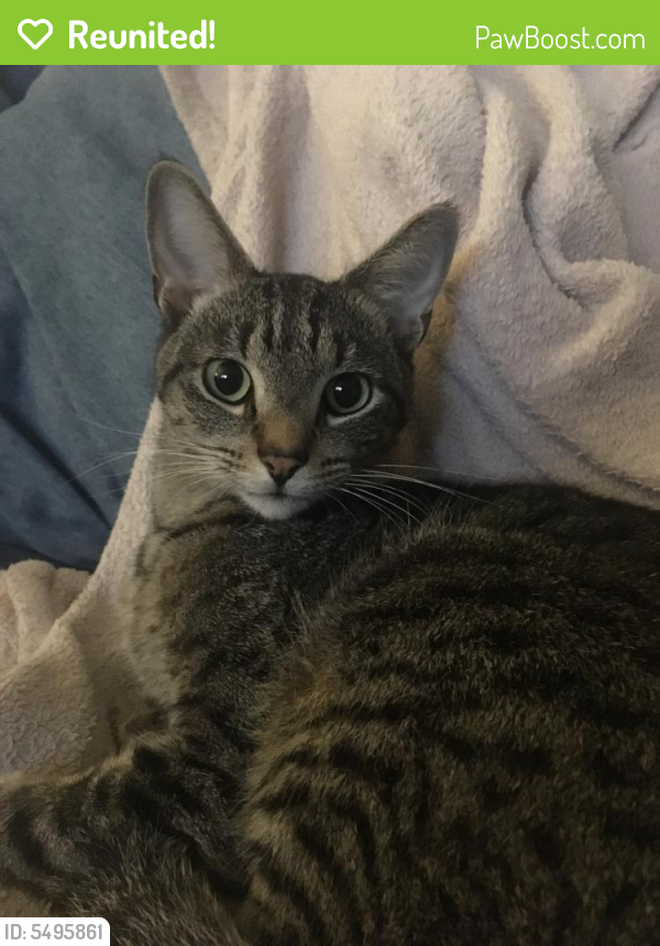 Reunited Male Cat in South Miami, FL 33143 (ID 5495861) PawBoost