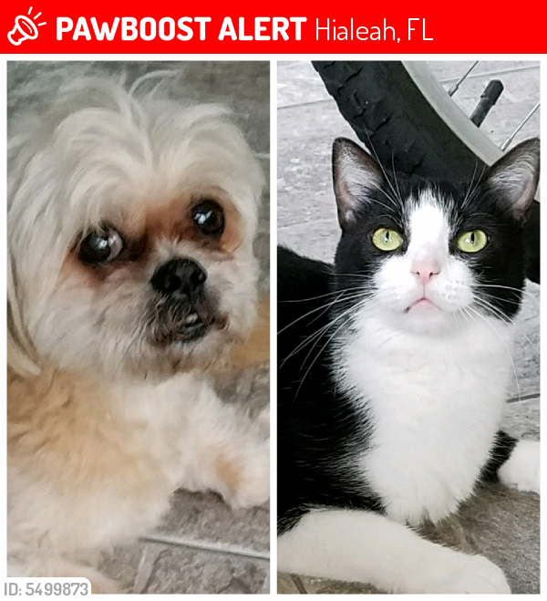 Lost Male Cat in Hialeah, FL 33012 Named Michi (ID ...