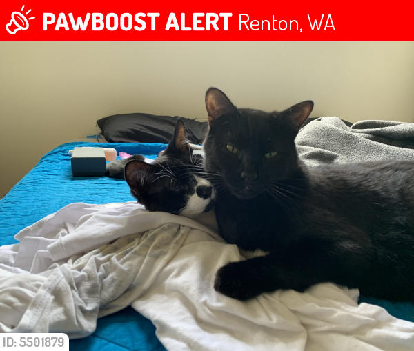 Lost Male Cat In Renton WA 98059 Named Chookie ID 5501879 PawBoost lost-male-cat-in-renton-wa-98059-named-chookie-id-5501879-pawboost