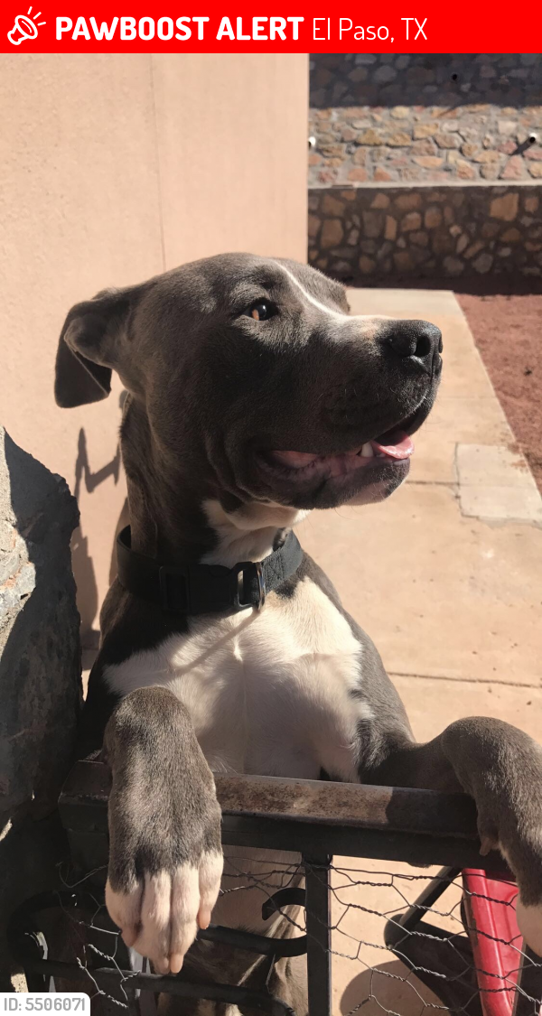Lost Male Dog in El Paso, TX 79912 Named Maverick (ID 5506071) PawBoost