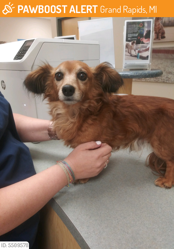 Found/Stray Male Dog in Grand Rapids, MI 49503 (ID 5509578) PawBoost