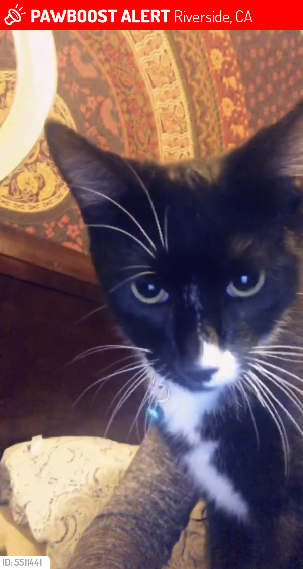 Lost Male Cat in Riverside, CA 92509 Named Buster (ID 5511441) PawBoost
