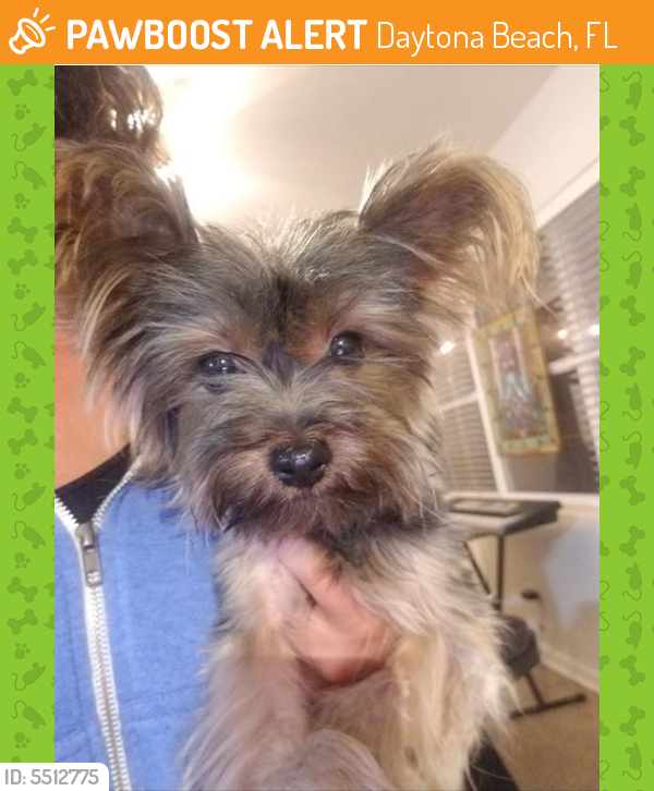 Rehomed Male Dog in Daytona Beach, FL 32118 (ID 5512775) PawBoost