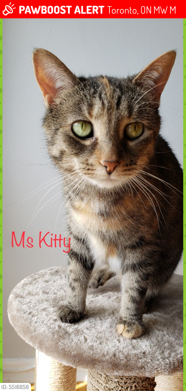 lost cat scarborough