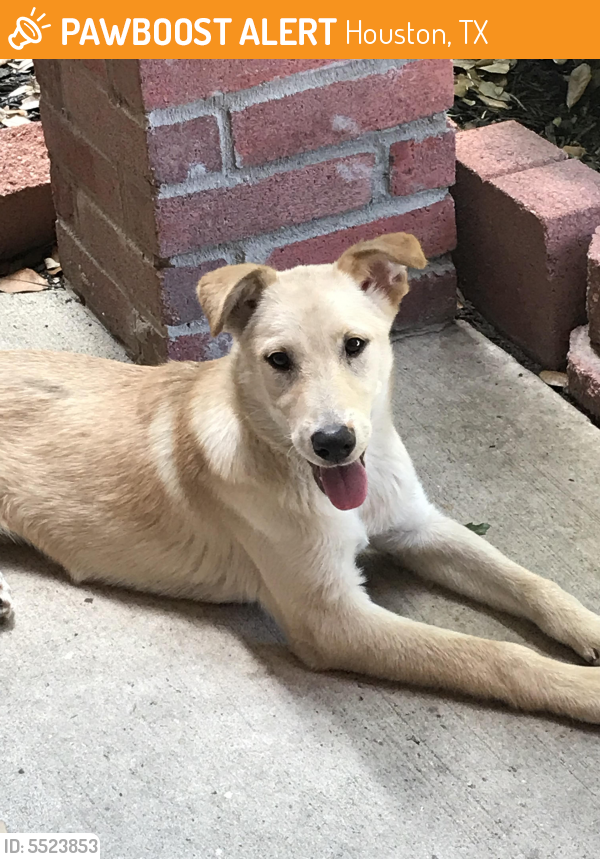 Rehomed Female Dog in Houston, TX 77073 (ID 5523853) PawBoost