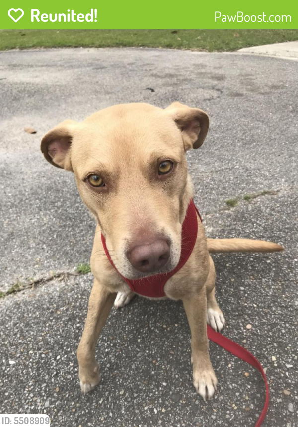 Reunited Male Dog in Gulfport, MS 39503 (ID 5508909) PawBoost