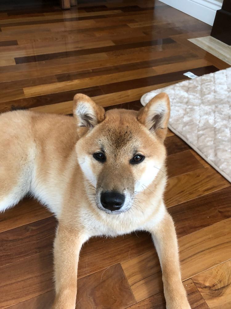 Shiba Inu Seattle