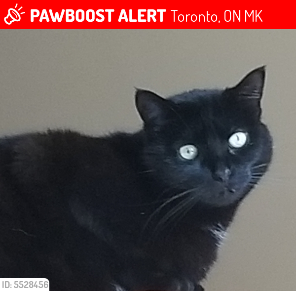 lost cat scarborough