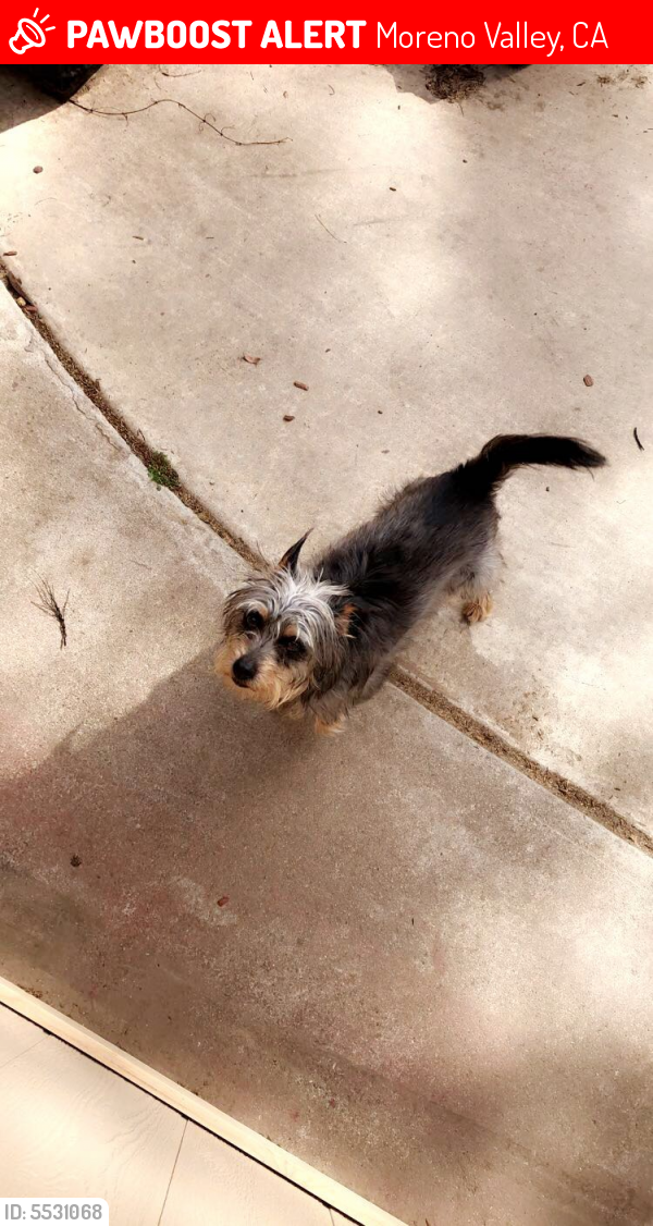 Lost Male Dog in Moreno Valley, CA 92551 Named Benji (ID: 5531068