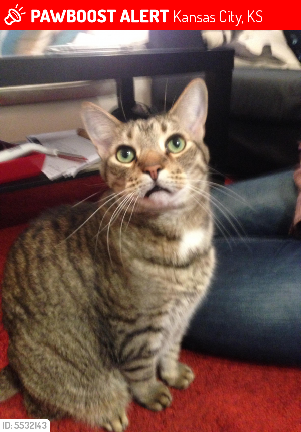 Lost Male Cat in Kansas City, KS 66103 Named Max (ID 5532143) PawBoost