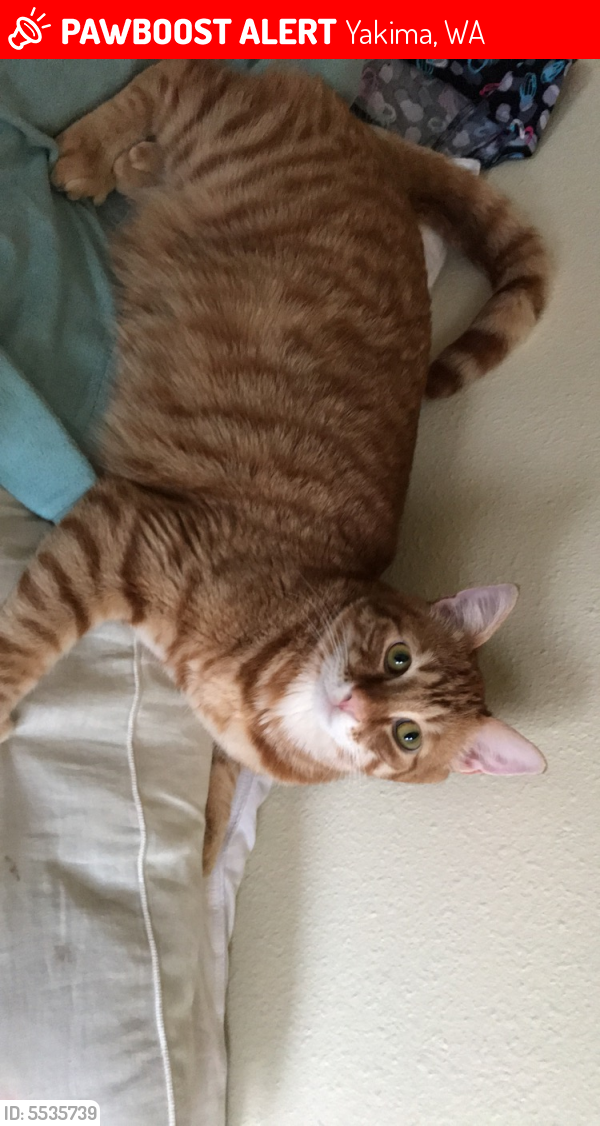 Lost Male Cat in Yakima, WA 98908 Named Cinder (ID 5535739) PawBoost