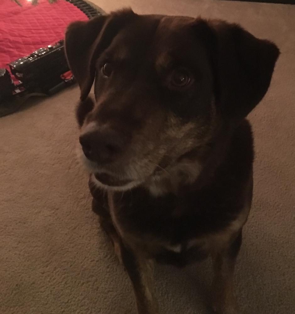 Lost & Found Dogs, Cats, and Pets in Virginia 22554 Page 1 PawBoost