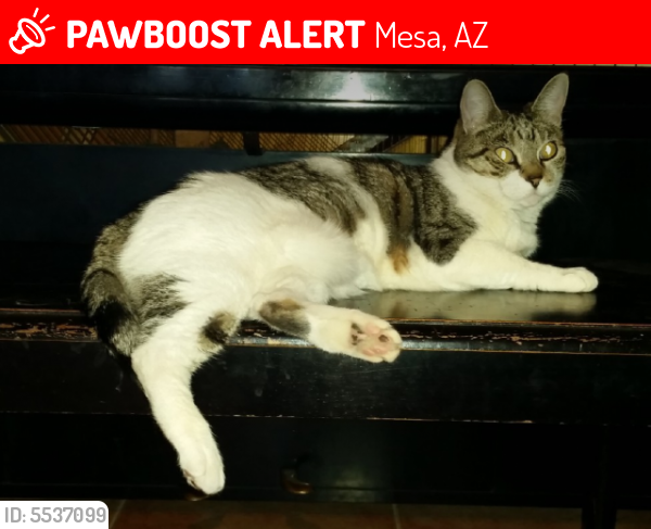Lost Male Cat in Mesa, AZ 85207 Named Moose (ID: 5537099 ...